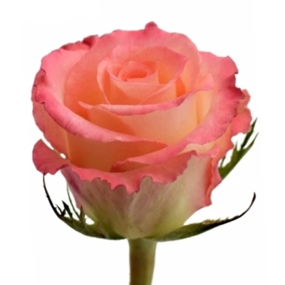 Růžová růže CLASSIC DUETT 50cm (M)