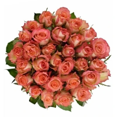 Růžová růže CLASSIC DUETT