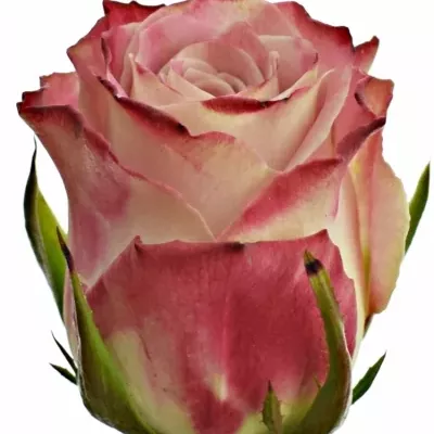 Růžová růže CLASSY ALISON 50cm (M)