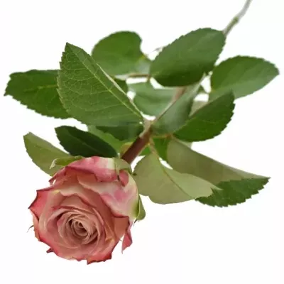 Růžová růže CLASSY ALISON 50cm