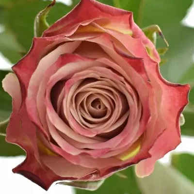 Růžová růže CLASSY ALISON 50cm