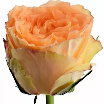 Růžová růže COLLOSEUM 50cm (XL)