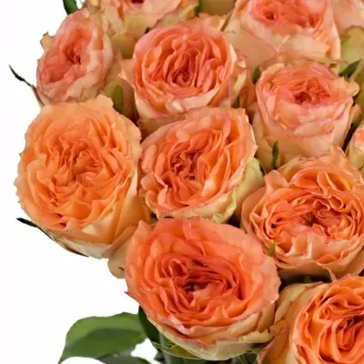 Růžová růže COLLOSEUM@ 80cm (XL)