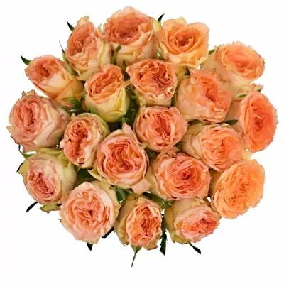 Růžová růže COLLOSEUM@ 80cm (XL)