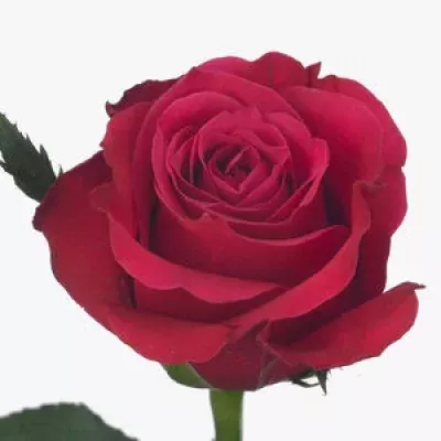 Růžová růže COMMA 60cm