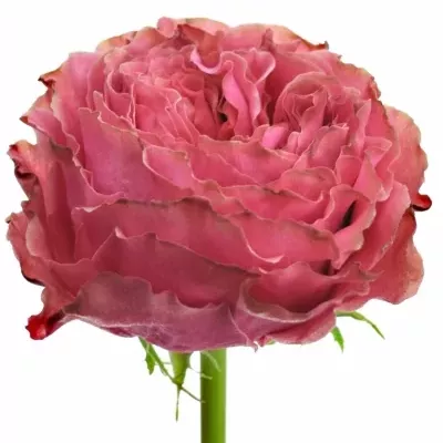 Růžová růže COUNTRY GARDEN 60cm (XXL)