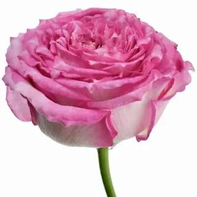 Růžová růže COUNTRY LADY 50cm (XXL)