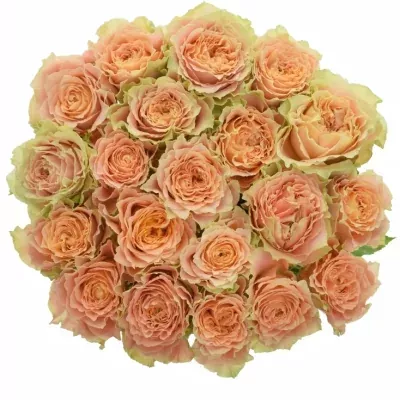 Růžová růže COUNTRY LOUISE 50cm (XL)