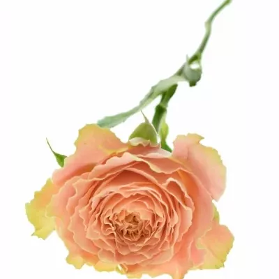 Růžová růže COUNTRY LOUISE 50cm (XL)