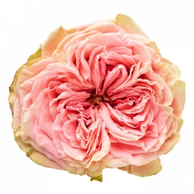 Růže COUNTRY SPIRIT GIRL 50cm (L)