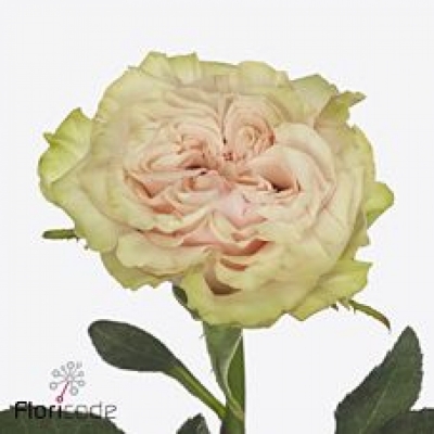 Růžová růže COUNTRY SPIRIT SECRET 50cm (XL)