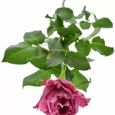 Růžová růže CRAZY EYE 70cm (L)