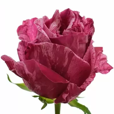 Růžová růže CRAZY EYE 50cm (L)