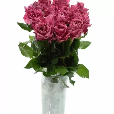 Růžová růže CRAZY EYE 70cm (L)