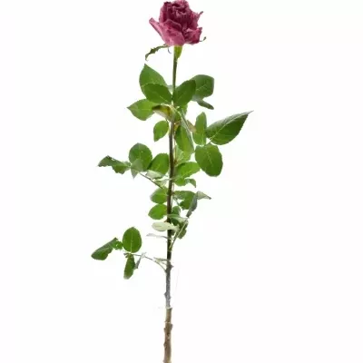 Růžová růže CRAZY EYE 70cm (L)