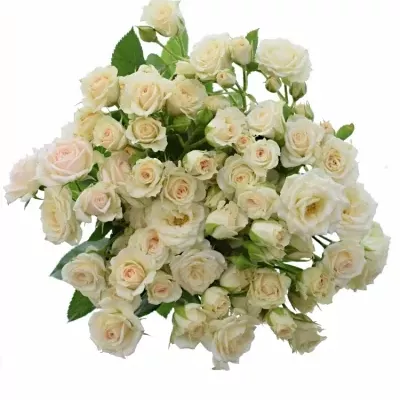 Růžová růže CREAM GRACIA 60cm/4+