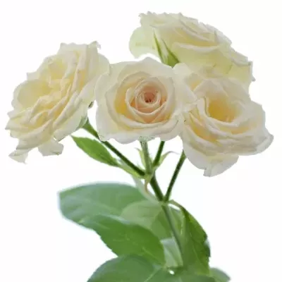 Růžová růže CREAM GRACIA 60cm/4+