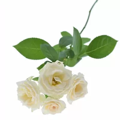 Růžová růže CREAM GRACIA 60cm/4+