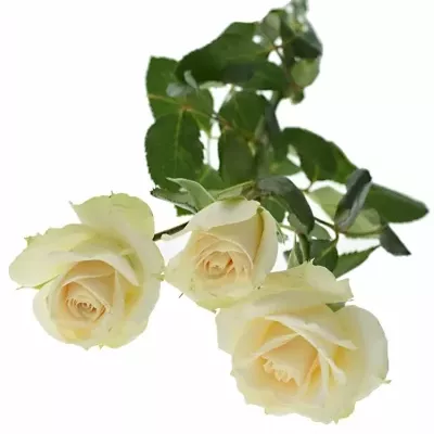 Růžová růže CREAM IRISCHKA 40cm/3+