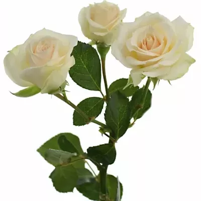Růžová růže CREAM IRISCHKA 40cm/3+