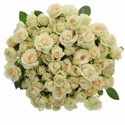 Růžová růže CREAM IRISCHKA 40cm/3+