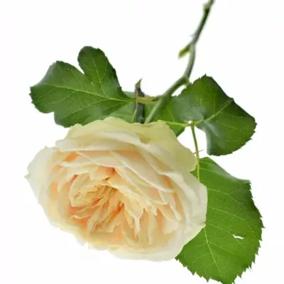 Růže DARLINGTON