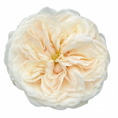 Růže DARLINGTON 40cm (XL)