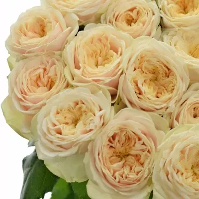 Růže DARLINGTON