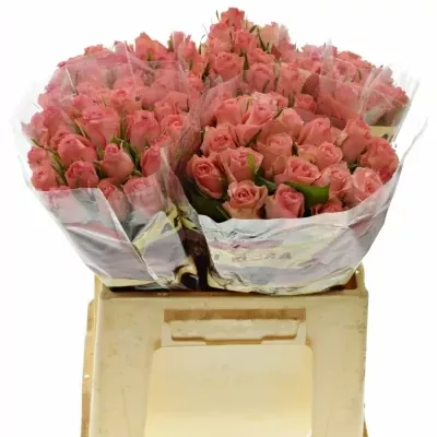 Růžová růže DEKORA 40cm