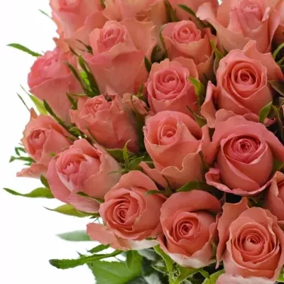 Růžová růže DEKORA 40cm