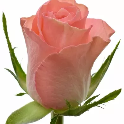 Ružová ruža DEKORA 40cm