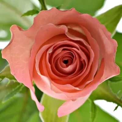 Růžová růže DEKORA 40cm