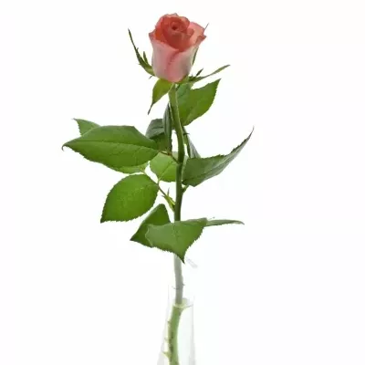 Růžová růže DEKORA 40cm