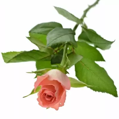 Růžová růže DEKORA 40cm