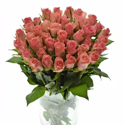 Růžová růže DEKORA 40cm