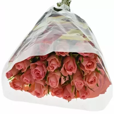 Růžová růže DEKORA 40cm