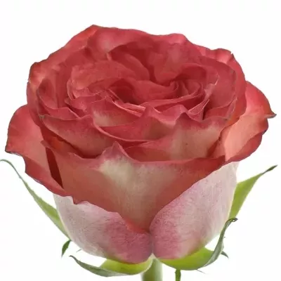 Růžová růže DIABOLO 80cm (XL)