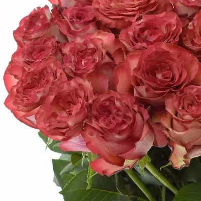 Růžová růže DIABOLO 80cm (XL)