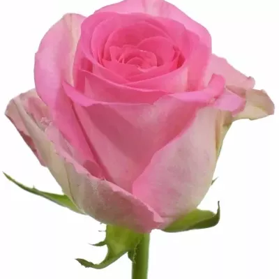 Růžová růže DILEK+ 40cm (M)