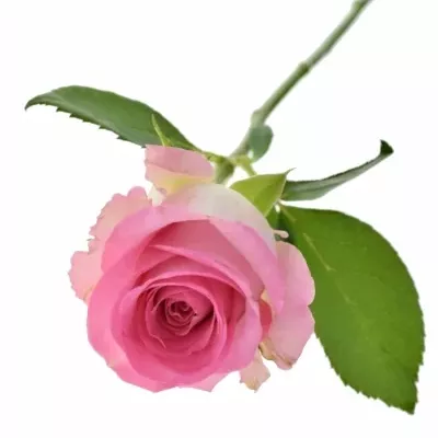 Růžová růže DILEK+