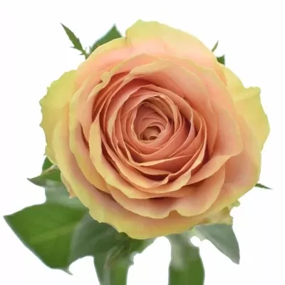 Růžová růže DIVIDEND 70cm (L)