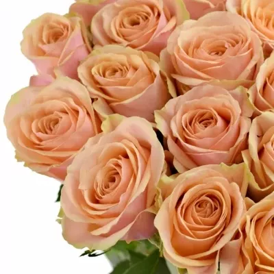 Růžová růže DIVIDEND 70cm (L)