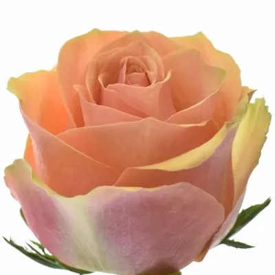Růžová růže DIVIDEND 50cm (XL)