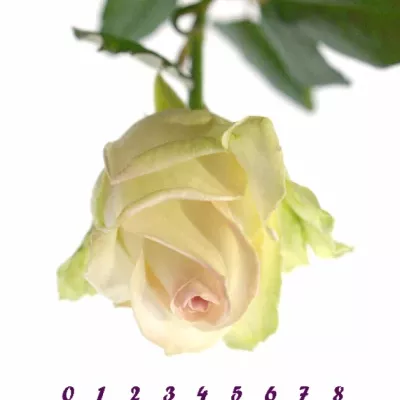 Růžová růže DOLCE AVALANCHE+ 60cm (L)