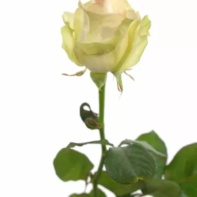 Růžová růže DOLCE AVALANCHE+ 60cm (L)