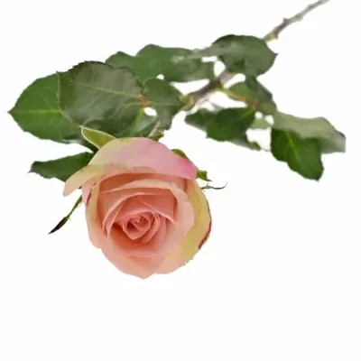 Růžová růže DONNATELLA 50cm (M)