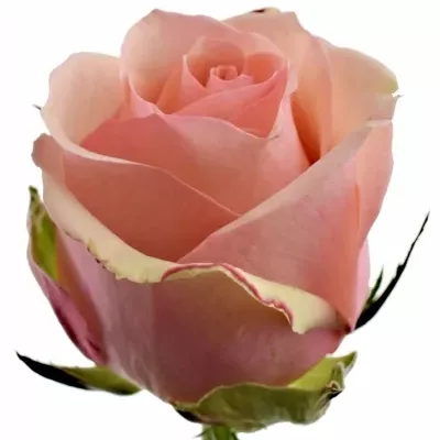 Růžová růže DONNATELLA 50cm (M)