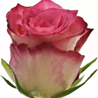 Růžová růže DOUBLE DATE! 60cm (M)