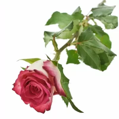Růžová růže DOUBLE DATE! 60cm