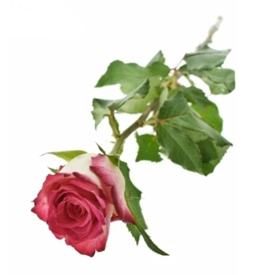 Růžová růže DOUBLE DATE!